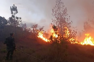  Rừng thông bốc cháy gần 1 ngày đêm ở Quảng Nam