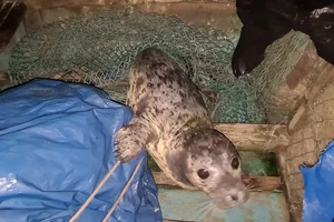 Người dân bắt được hải cẩu, thả về biển