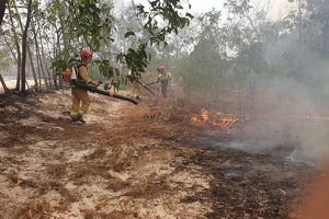Quảng Nam: Cháy hàng chục hecta rừng phòng hộ ven biển