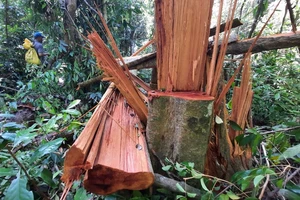 Quảng Nam yêu cầu điều tra vụ phá rừng phòng hộ tại huyện Bắc Trà My