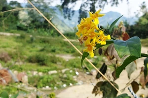 Đau lòng: Bị mẹ mắng, 2 anh em ăn lá ngón tử vong