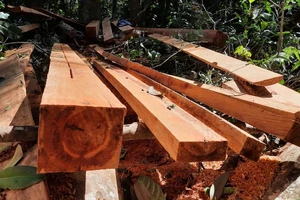 Chứa gỗ trái phép trong nhà, 1 cán bộ bị cách chức