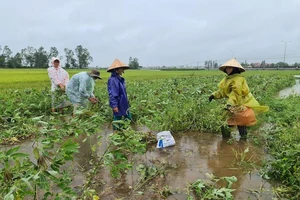 Quảng Nam: Sở NN&PTNT và 10 địa phương bị kiểm điểm trách nhiệm