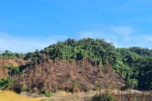 Vì sao 2.850 ha rừng tự nhiên ở Quảng Nam 'biến mất'