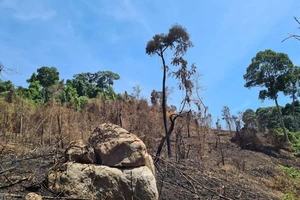 Khởi tố 2 giám đốc vụ ‘đốt thực bì đốt cả rừng tự nhiên’ 