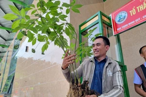 Cây sâm Ngọc Linh gần 1kg, giá 800 triệu đồng 