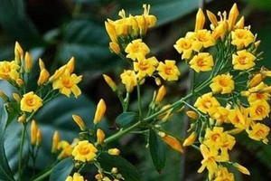 Buồn chuyện gia đình, người phụ nữ ăn lá ngón tự tử 