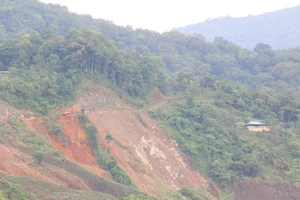 Bộ NN&PTNT 'tuýt còi' tuyến đường lên vùng Sâm Ngọc Linh của Quảng Nam