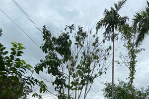 Sào hái cau va vào điện cao thế, nạn nhân tử vong