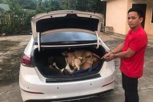 Vụ đi ô tô trộm 38 con chó: Nghi phạm từng là giám đốc một công ty