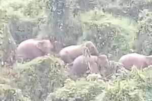 5 cá thể voi xuất hiện ở rừng Quảng Nam