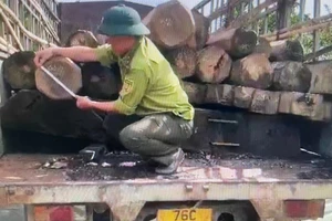 Đuổi theo xe chở gỗ, kiểm lâm và nhân viên bảo vệ rừng bị hành hung