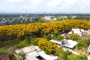 Tổ chức lễ hội hoa sưa quy mô lớn nhất từ trước tới nay