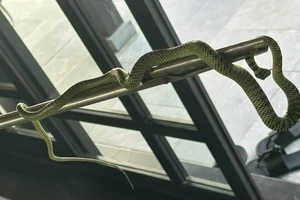 Rắn bò vào phòng 60 triệu/đêm ở resort 5 sao