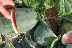 Nhóm thiếu niên chặt nát ruộng dưa hấu tìm trái chín để ăn