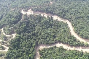 Tập đoàn Đèo Cả nói về vụ phá rừng mở đường ở Quảng Ngãi