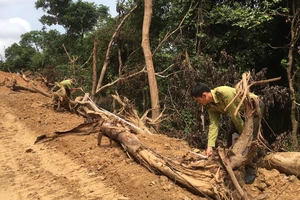Phó Thủ tướng yêu cầu Quảng Ngãi xác minh vụ phá rừng tự nhiên để làm đường
