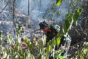 Cháy 10 ha rừng keo ở Quảng Ngãi suốt 4 tiếng