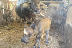 Trâu mẹ đẻ nghé con có 2 đầu, 2 miệng, 2 mũi