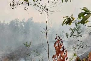 Đốt thực bì làm cháy lan qua rừng keo, 1 người tử vong