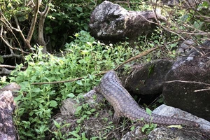 Thả tê tê quý hiếm về rừng tự nhiên. Ảnh: CTV