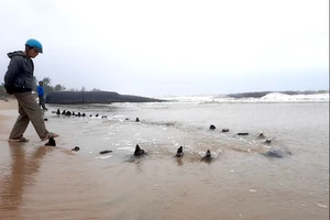 Đề xuất làm thủ tục khai quật khẩn cấp vị trí phát hiện vật nghi là tàu cổ ở Hội An. Ảnh: TN