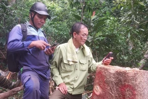 Công an đang xác minh, điều tra vụ phá rừng làm đường dây điện 110kV. Ảnh: CTV