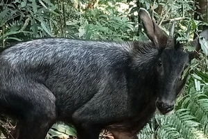 Cá thể sơn dương quý hiếm dính bẫy của người dân đi săn. Ảnh: LHS