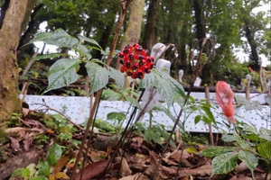 Quảng Nam kiến nghị ban hành Luật sâm Việt Nam. Ảnh: HT