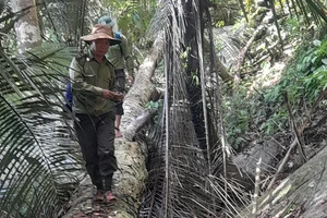 Quảng Nam yêu cầu làm rõ vụ phá rừng gỗ nghiến quý hiếm tại huyện Nam Giang. Ảnh: CTV