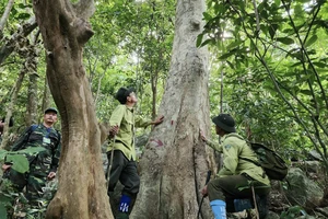 Phát triển tín chỉ các-bon rừng còn vướng mắc chưa được tháo gỡ. Ảnh: MT