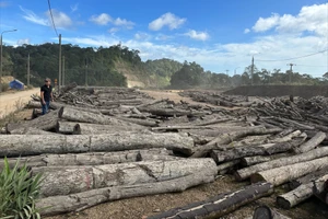 Hơn 1.000m3 gỗ tận thu nằm phơi nắng, dầm mưa chờ thanh lý. Ảnh: TN