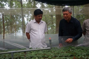 Quảng Nam quyết đưa Sâm Ngọc Linh thành sản phẩm mang thương hiệu quốc gia