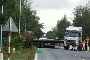 Độc lạ: 1 con voi sổng chuồng đi bộ trên đường