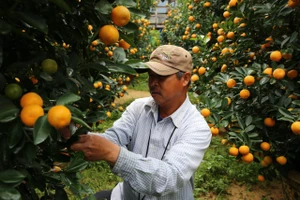 Thủ phủ quất cảnh Hội An đắt hàng, người trồng thắng lớn