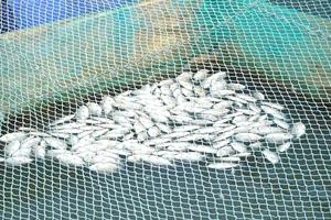 Cá chết hàng loạt, người nuôi điêu đứng