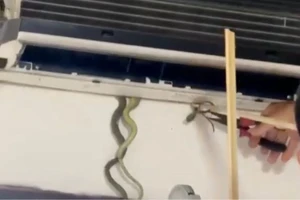 Bất ngờ phát hiện 7 con rắn bên trong máy điều hoà