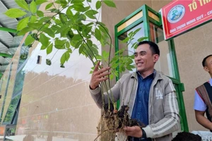 Tri thức dân gian Sâm Ngọc Linh được công nhận là di sản văn hoá phi vật thể