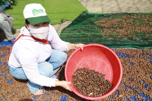 Người dân miền núi vào rừng nhặt ươi bay, kiếm tiền triệu