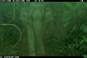 Vỡ oà phát hiện 1 cá thể voi con tại TP Đà Nẵng