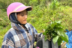 “Siêu trộm” phá nát những vườn Sâm Ngọc Linh tiền tỉ