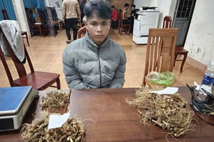 3 thanh niên từ Quảng Ngãi ra Đà Nẵng trộm 300 cây sâm Ngọc Linh
