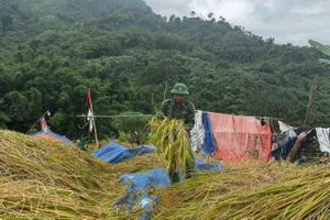 Bộ đội biên phòng Đà Nẵng giúp dân gặt lúa chạy bão số 13