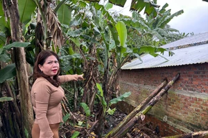 Bà Tú tố hàng xóm giết mổ heo ô nhiễm.