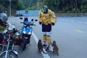 Du khách treo chuối quanh người lên bán đảo Sơn Trà để cho khỉ ăn. Ảnh: TN