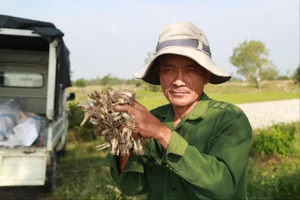 Nông dân bỏ túi tiền triệu nhờ củ kiệu. Ảnh: Thanh Nhật