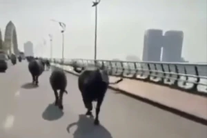 Đàn trâu chạy qua cầu Rồng.