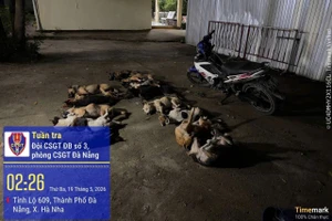 13 con chó đã chết. Ảnh: CA