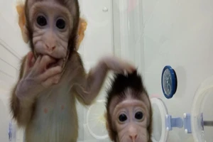 Trung Quốc nhân bản vô tính khỉ thành công