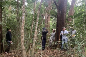 Giám đốc ban quản lý rừng từ chức vì cho rằng mình bị trù dập